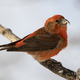 Red crossbill